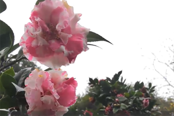 西樵山上&ldquo;遍地白雪&rdquo;，250亩茶花园迎来观赏期