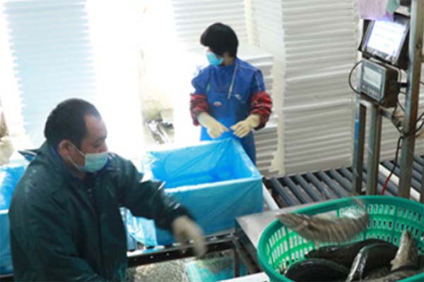 佛山&ldquo;龙头农企&rdquo;复工，日均配送50吨水产品到全国各地！