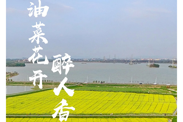 三水云东海200亩油菜花海绽放，仿似人间仙境！