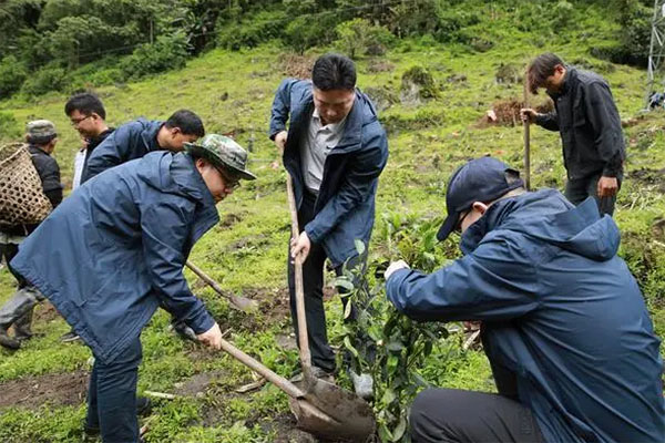 沁沁茶园香！产业援藏，莲花秘境长出&ldquo;金叶子&rdquo;