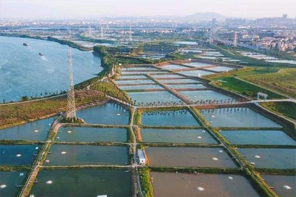顺德鳗鱼&ldquo;游&rdquo;进今年首批全国名特优新农产品名录