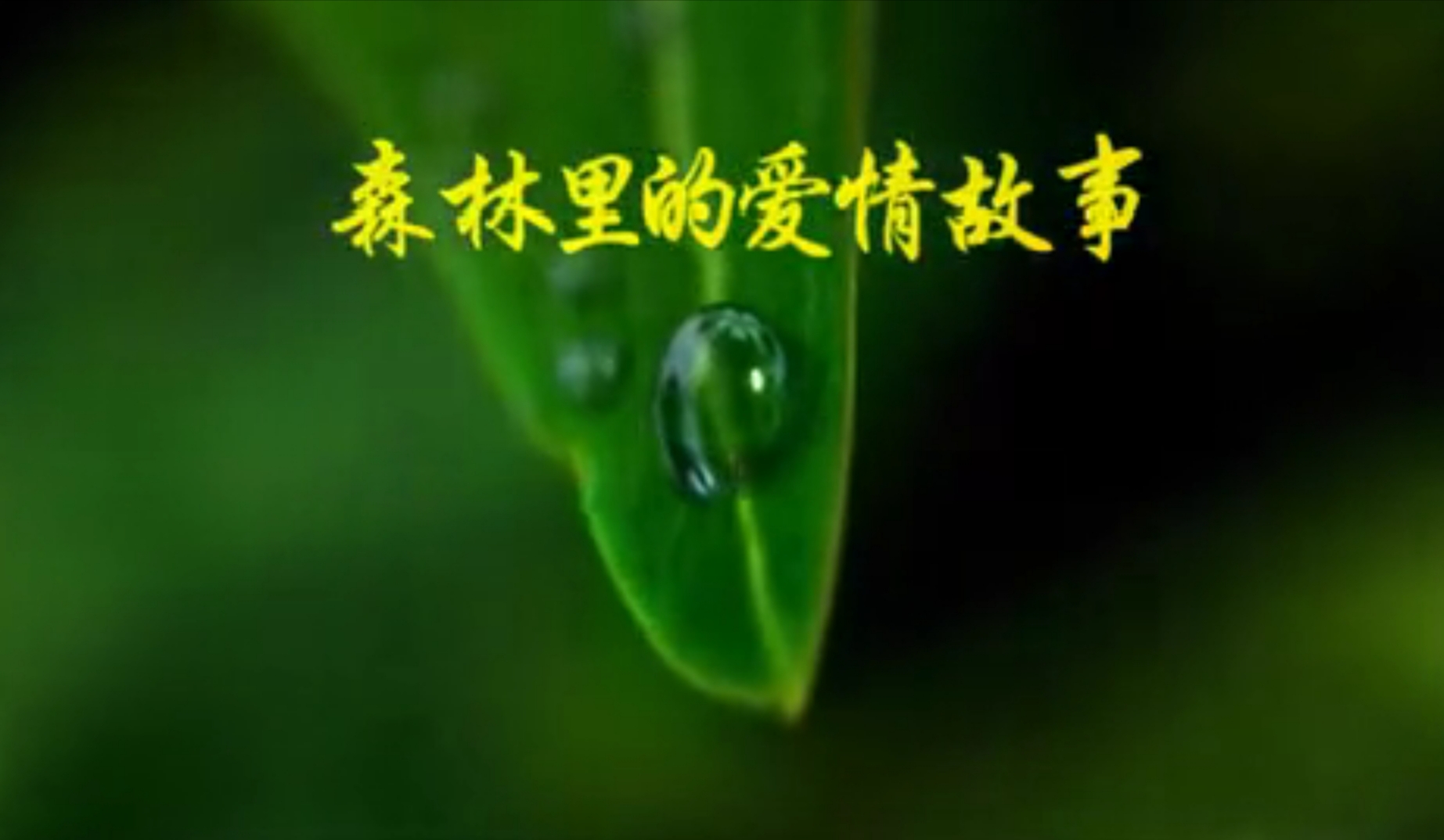 森林里的爱情故事