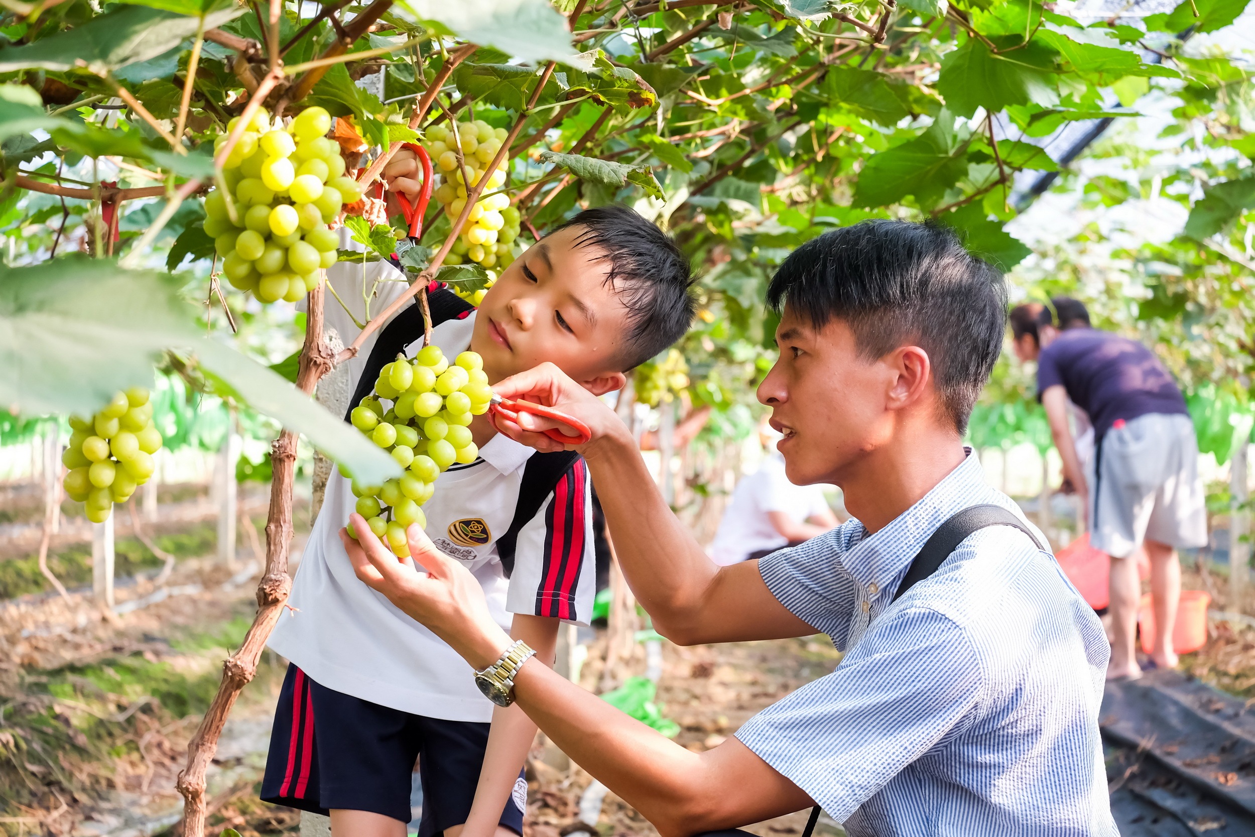 佛山白坭中社村：葡萄成熟时，一起来尝鲜