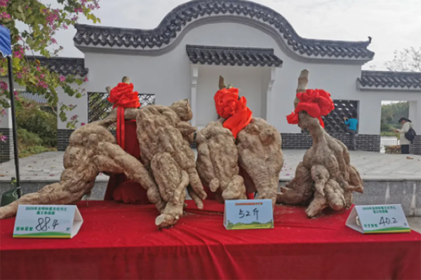 高明粉葛文化节之葛王争霸赛决赛在更合举行