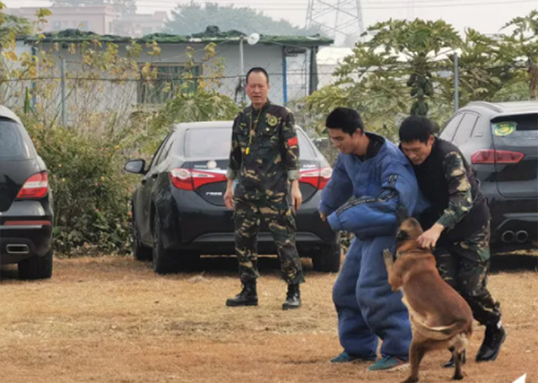 搜救犬、骏马加入应急救援！南狮退役军人志愿救援队有了