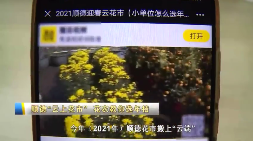 佛山顺德：&ldquo;云上花市&rdquo;怎么选年桔？花农支招