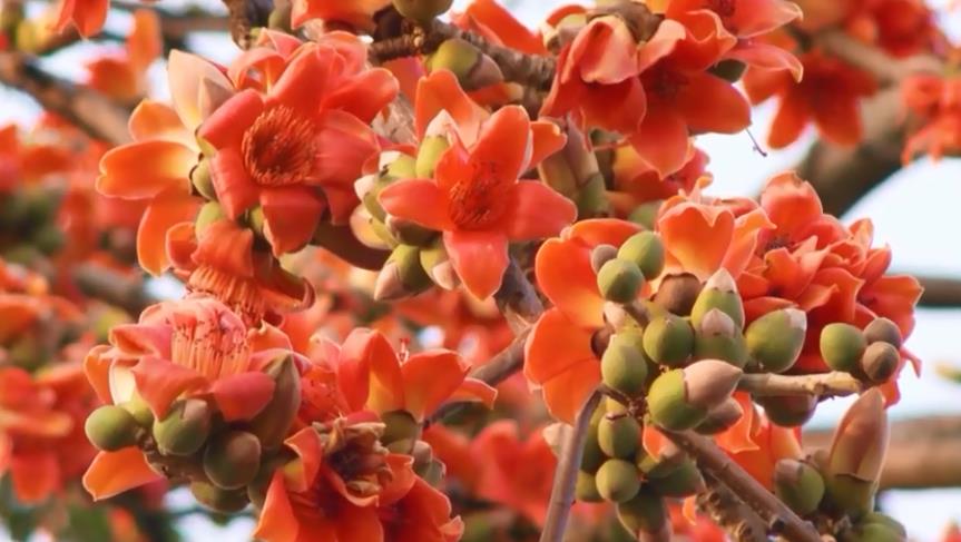 遇见佛山北滘的&ldquo;花花世界&rdquo;