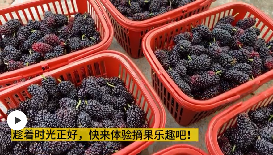 佛山顺德：春风和煦，摘桑葚正当时