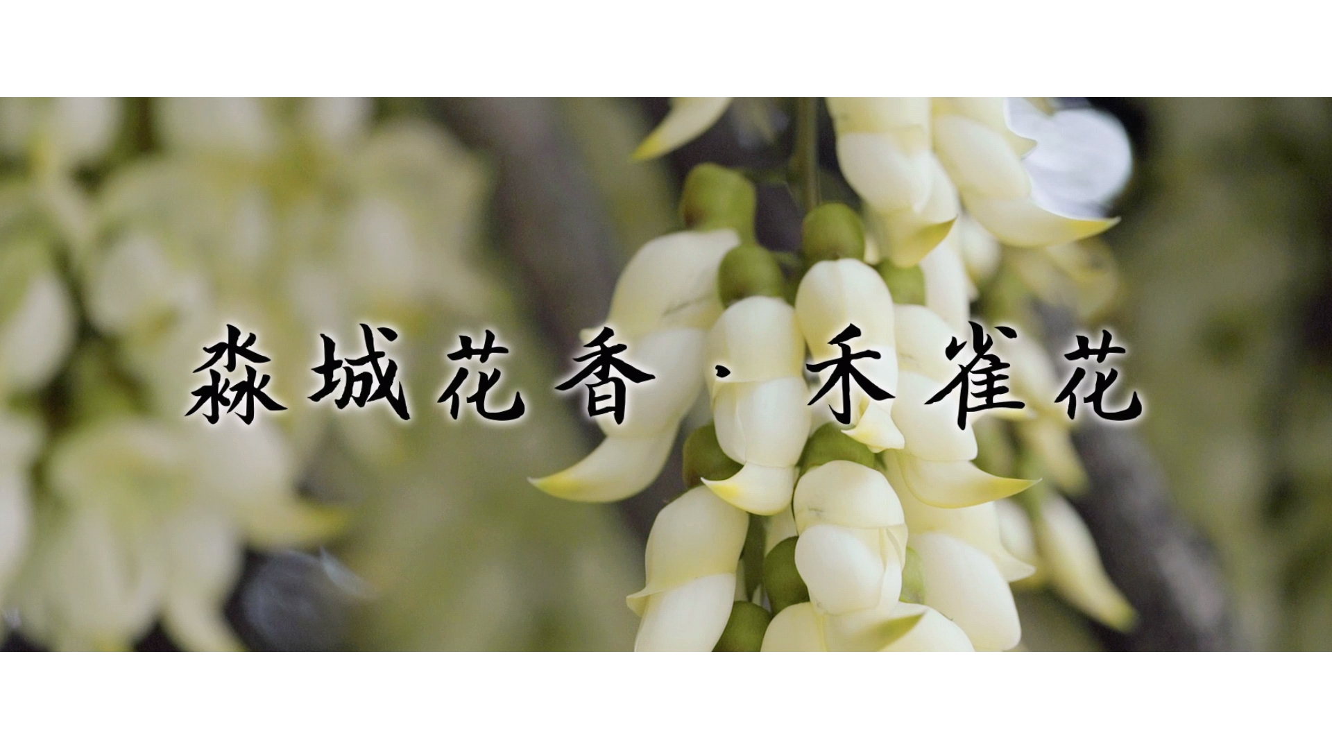 淼城花香&middot;禾雀花