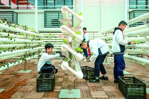 佛山大良成美中学：建设智慧农场 实行&ldquo;承包责任制&rdquo;