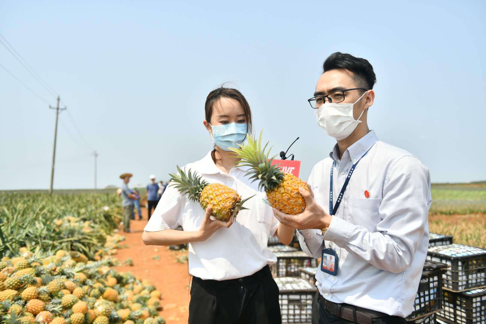 佛山顺德驻村干部：直播带货打开贫困村菠萝新销路