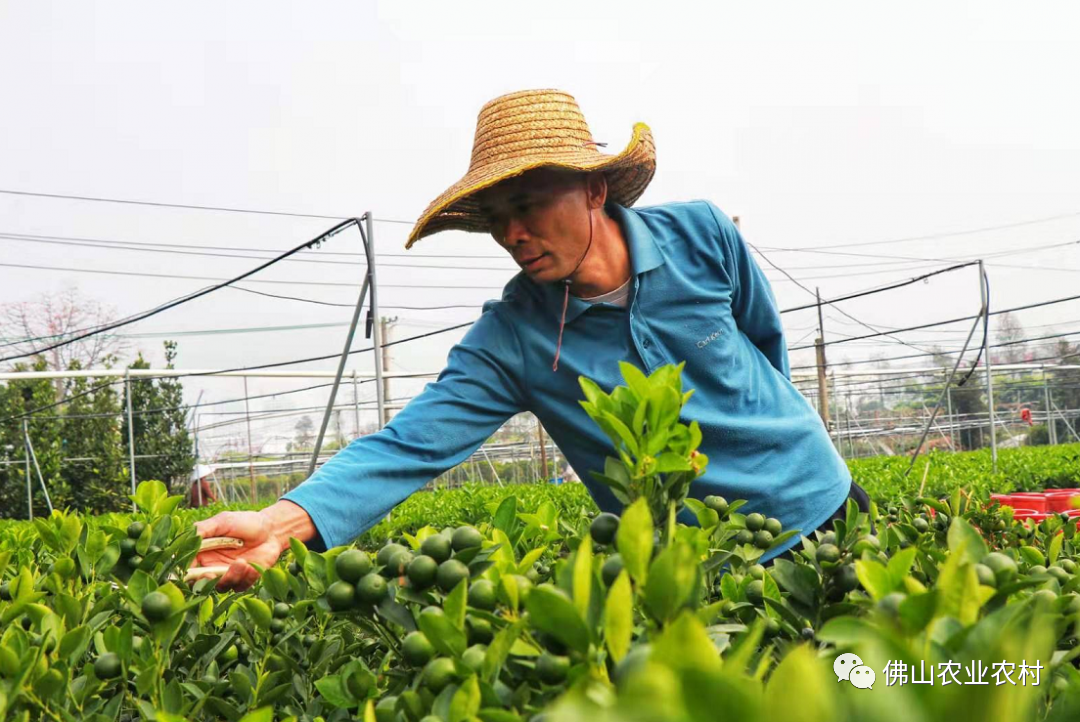 佛山千年花乡春耕忙，种下&ldquo;黄金果&rdquo;