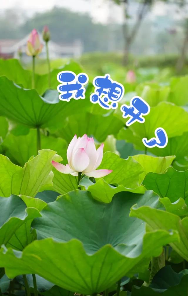 我想开了！
