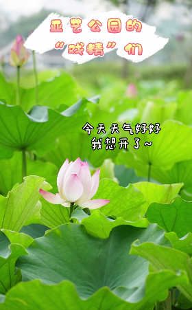亚艺公园禅荷花岛初荷悄然绽放，赏荷走起！