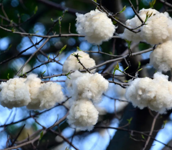 满树皆是&ldquo;棉花糖&rdquo;！？真的假的？(｡◕ˇ&forall;ˇ◕)