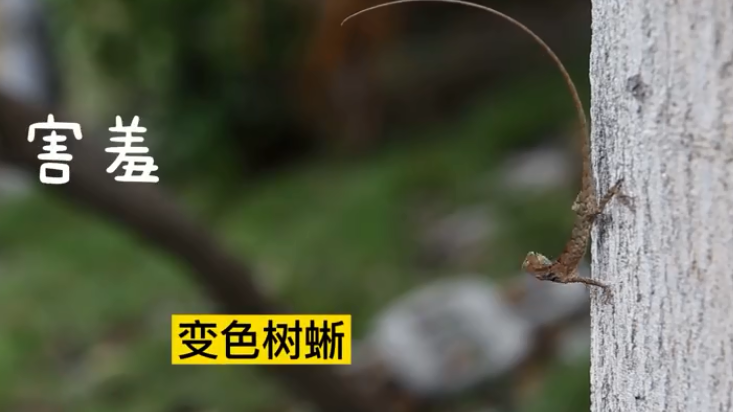 佛山陈村：夏至日，一起寻找我们的动物&ldquo;邻居&rdquo;