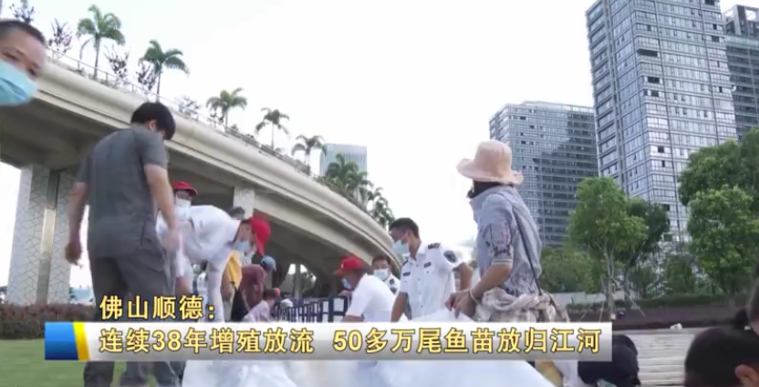 佛山顺德：50多万尾&ldquo;四大家鱼&rdquo;鱼苗放归江河