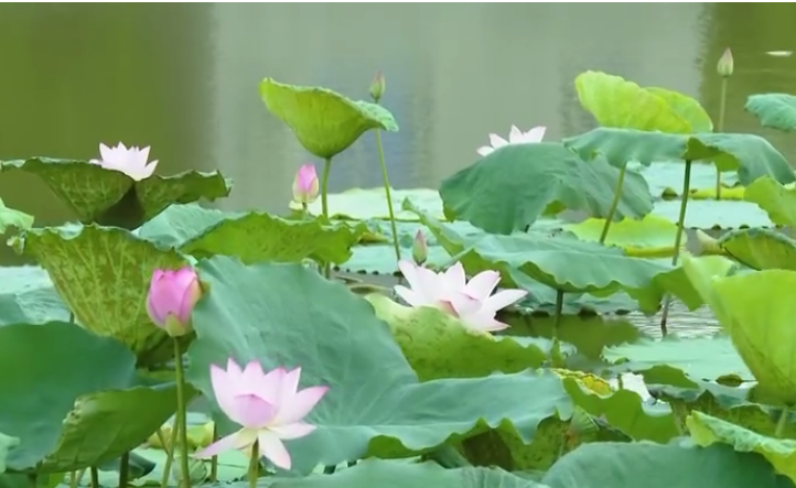 佛山北滘：为&ldquo;荷&rdquo;而来，惊艳一&ldquo;夏&rdquo;