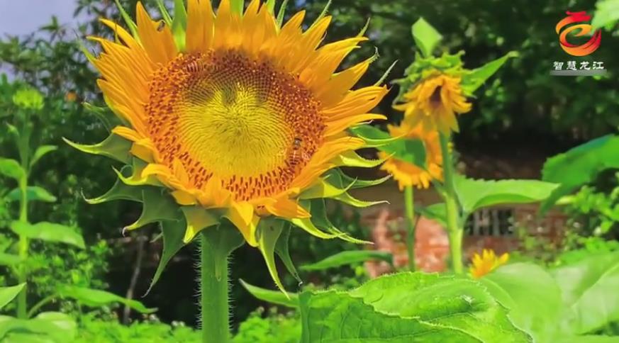 在佛山龙江，邂逅欣欣向荣的夏日