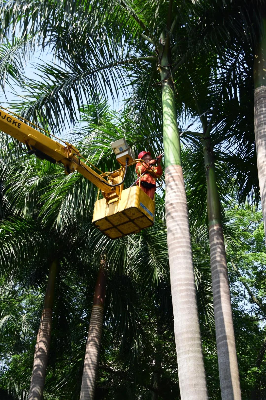 高空植物隐患多？禅城城管出手这样解决&hellip;&hellip;