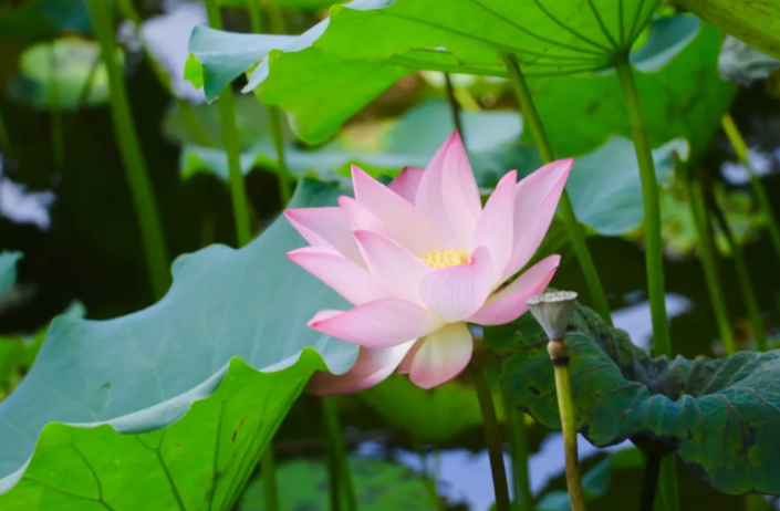 近百亩浪漫，&ldquo;荷&rdquo;你相约！
