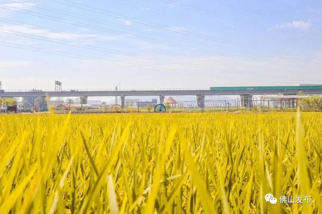 禅城南庄这个村可&ldquo;承包&rdquo;你的当夏好心情
