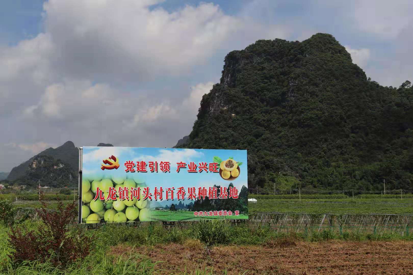 河头村乡村特色产业之黄金百香果