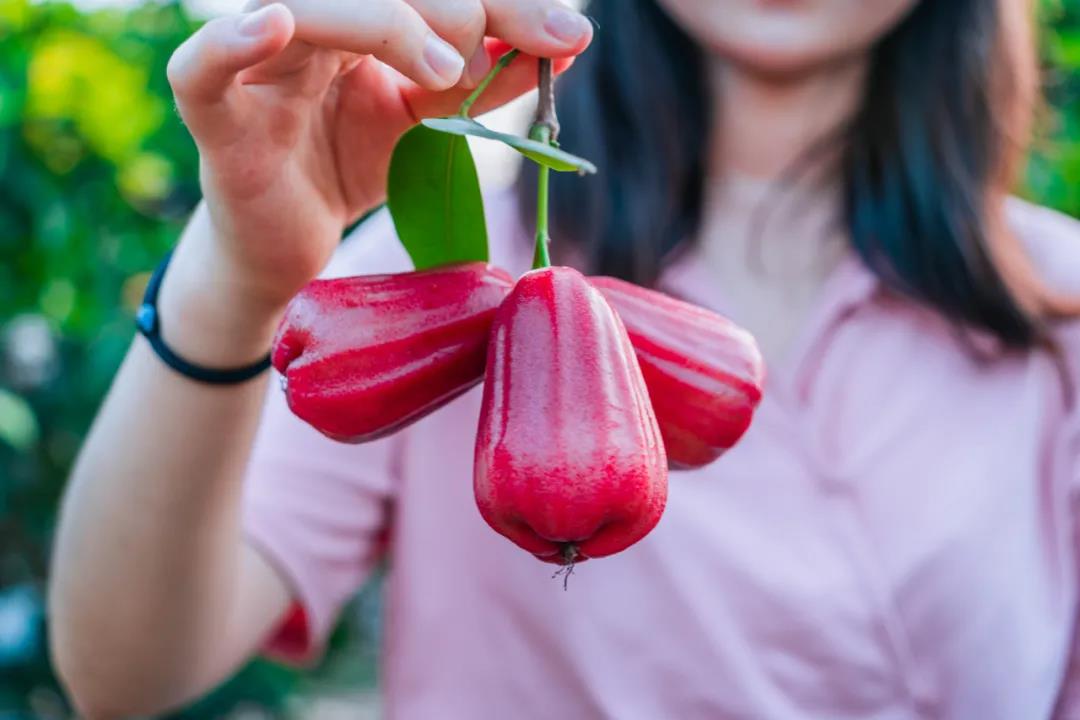 黄皮、莲雾、青花梨&hellip;&hellip;佛山百亩珍果园开摘！