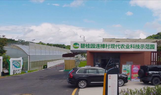 乡村振兴之连樟蝶变