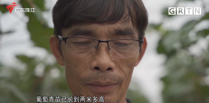 今日关注：佛山：小小葡萄串起乡村振兴梦