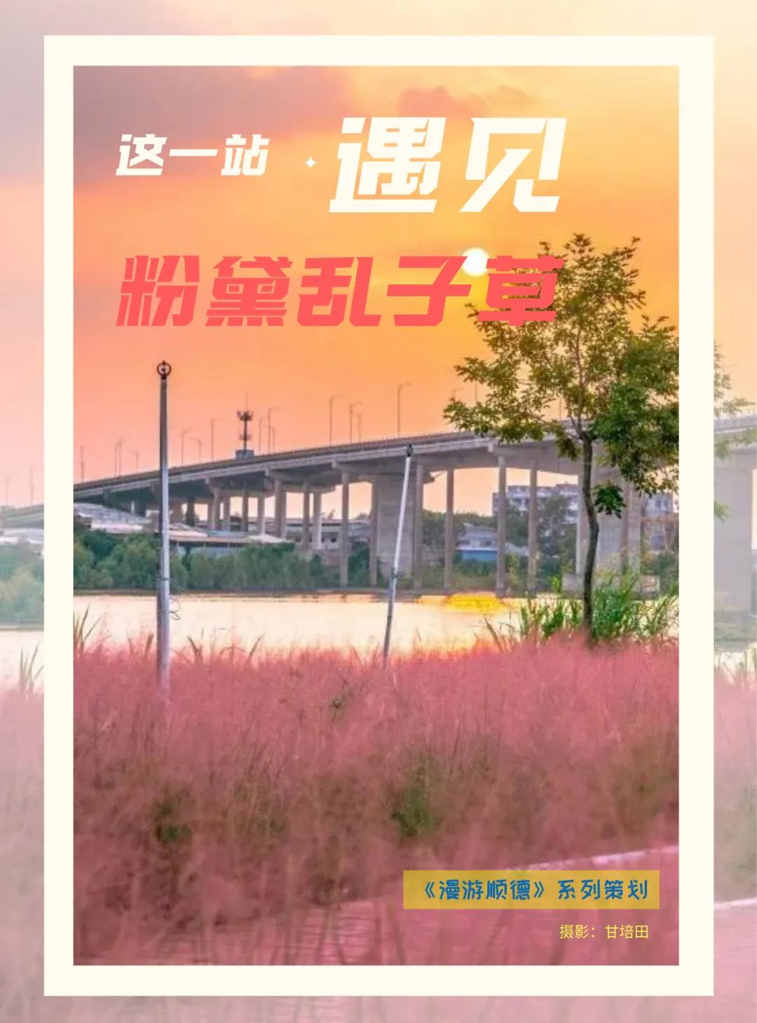 美炸了！顺德这里藏着一片粉色花海，快来邂逅一场金秋之