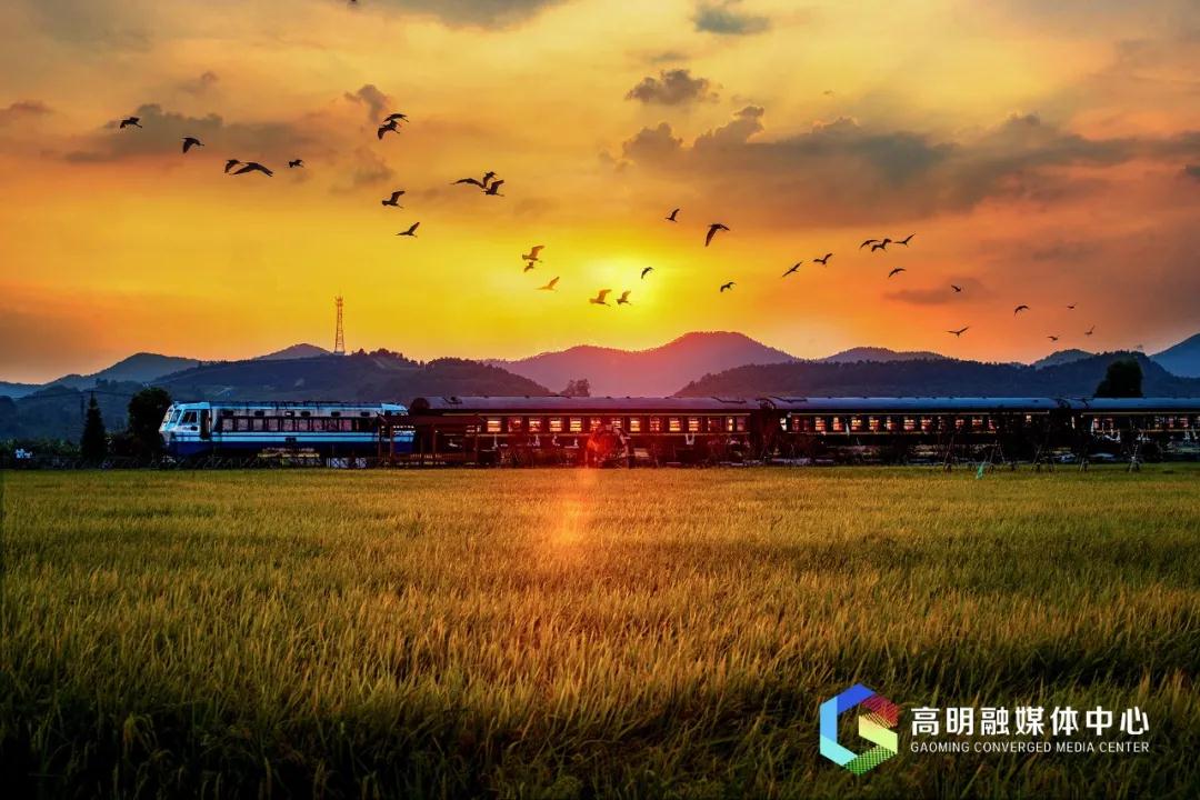 金色高明丨万亩稻香，网红打卡地正当时