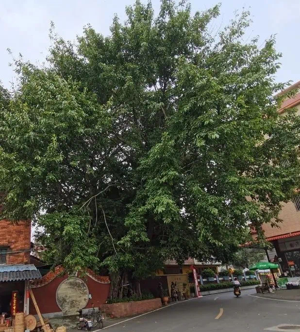 紫洞村&ldquo;守护神&rdquo;&mdash;&mdash;800年古榕树见证古村紫洞沧海桑田