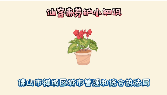 仙客来的养护的注意事项