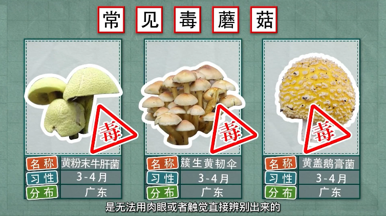 真有毒毒毒&hellip;&hellip;路边的野蘑菇你不要采！