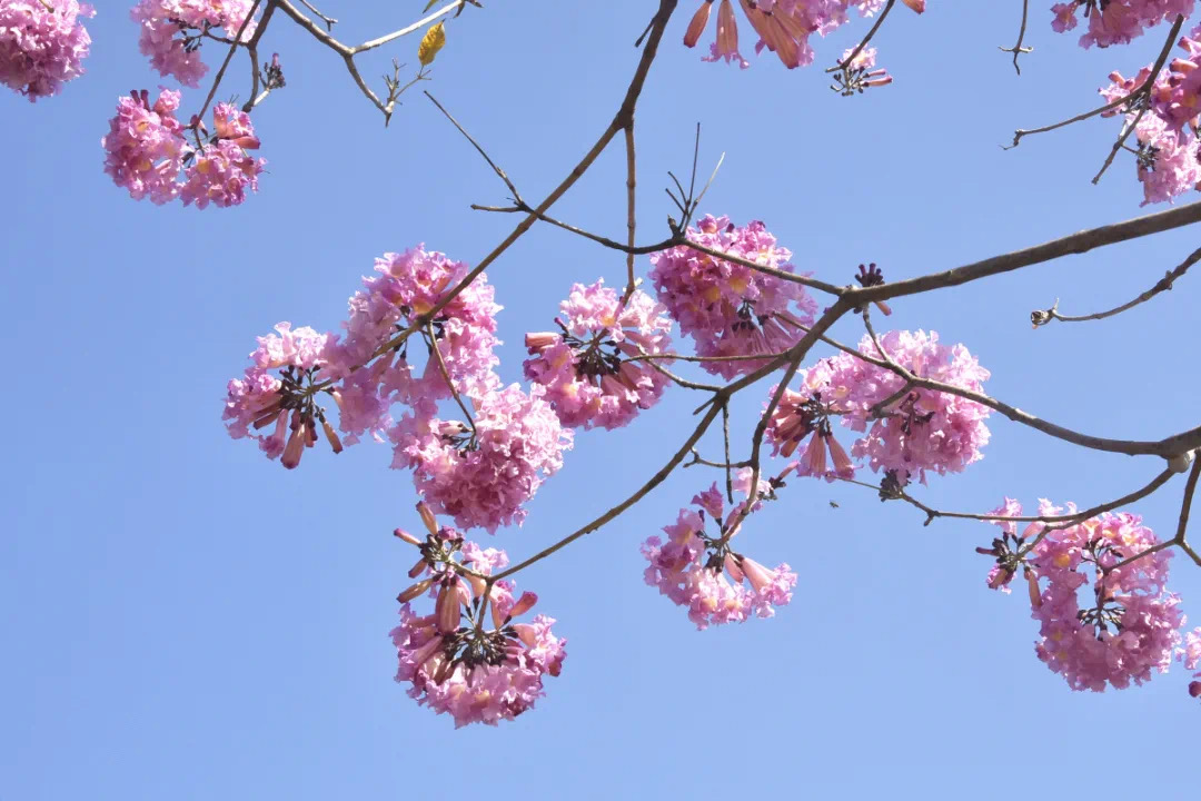 南庄紫色浪漫唯美上线，让你看&ldquo;花&rdquo;眼！
