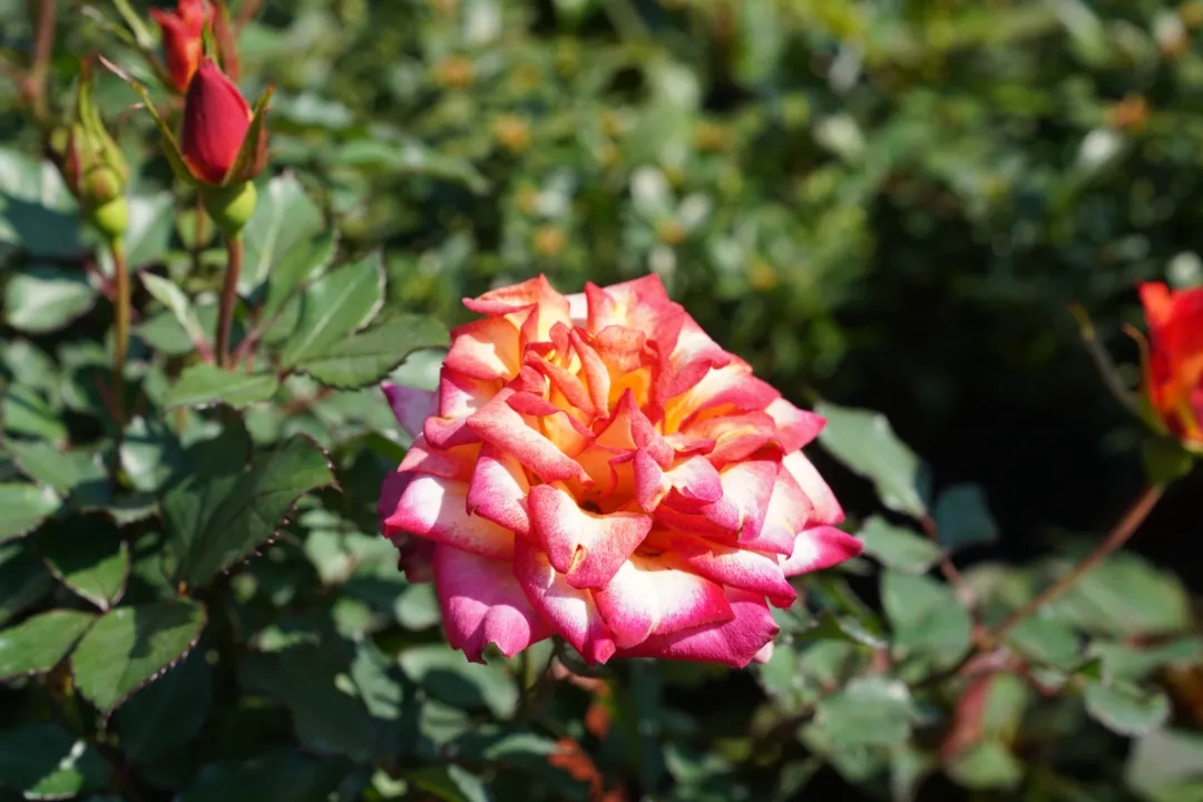 《陈 村 赏 花 图 鉴 &middot; 新 年 花 历》