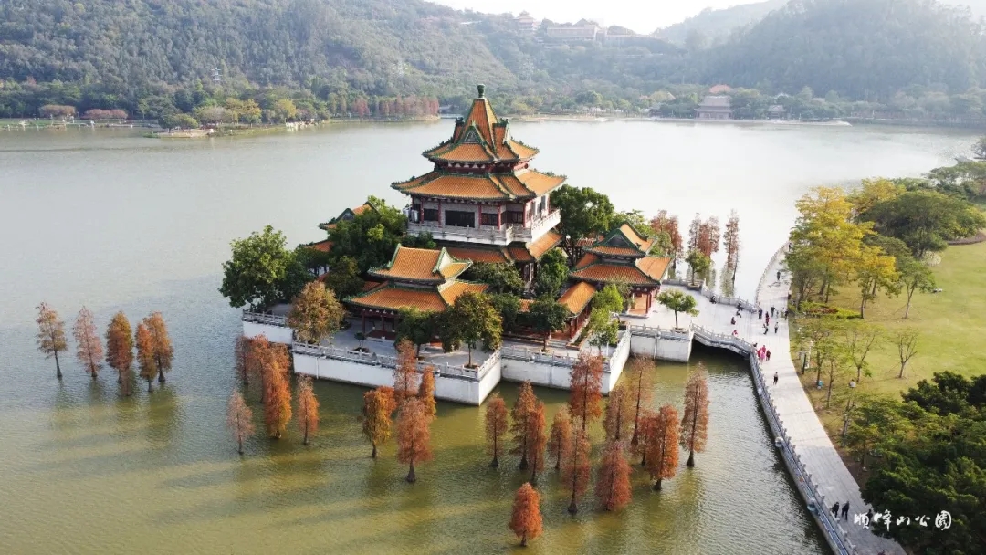 落羽杉红了！顺德这里的冬日，美成童话世界！