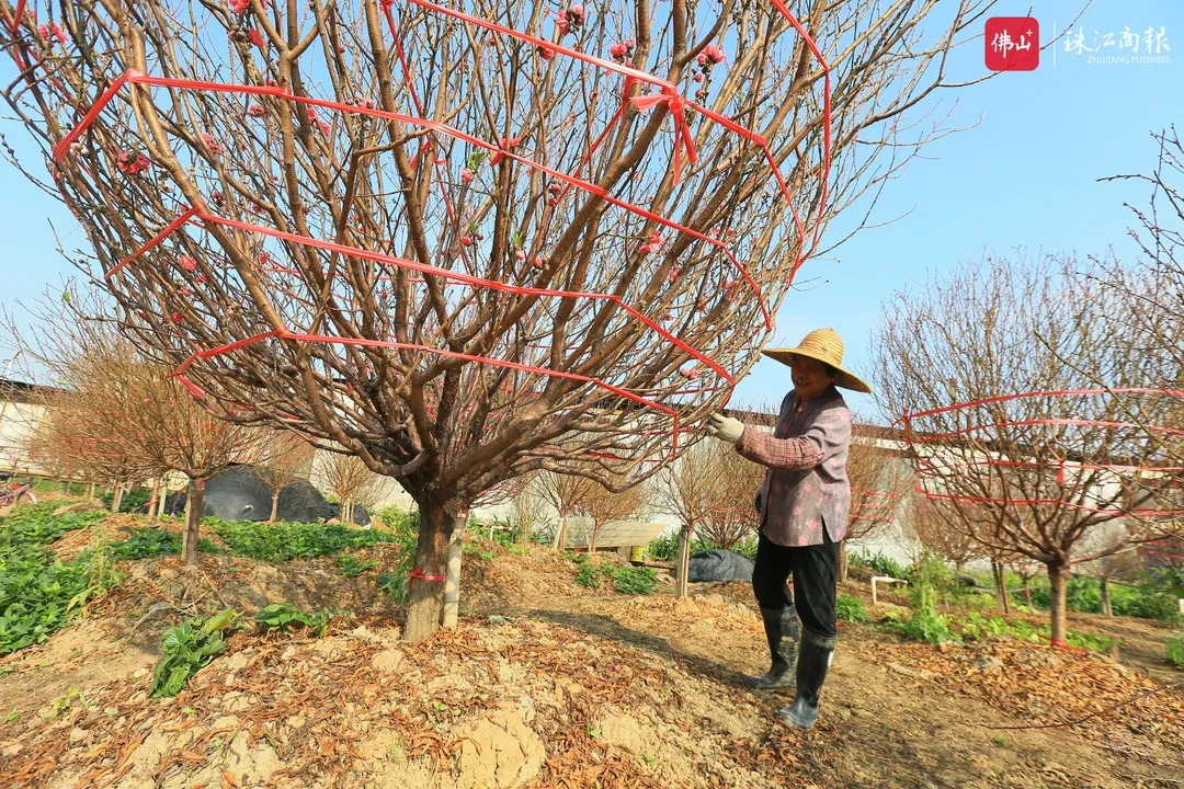 桃花朵朵，大吉大利！新春去顺德这些地方买年花年桔&rarr;