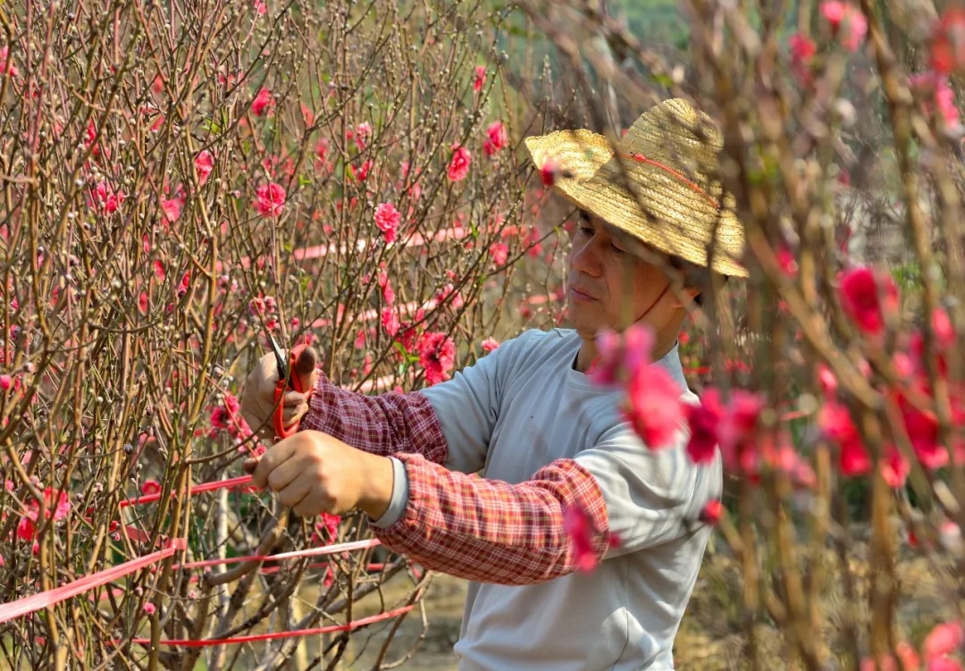 走进&ldquo;世外桃源&rdquo;龙涌口，与桃花、大头菜、咸生菜邂逅