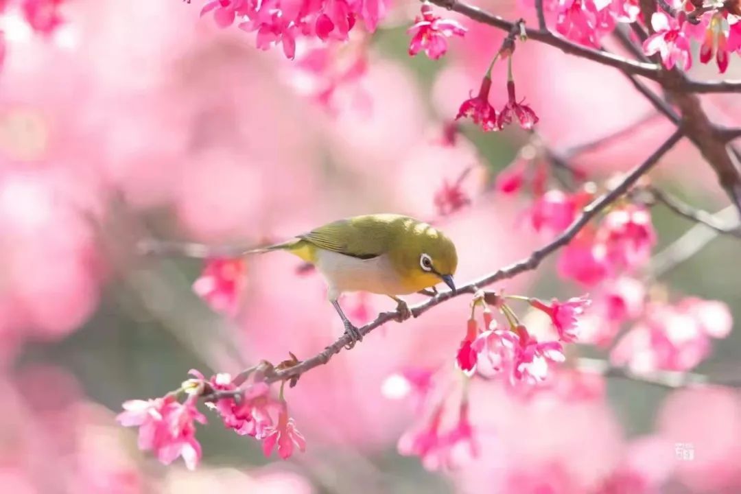 花开烂漫三龙湾，是心动的感觉！