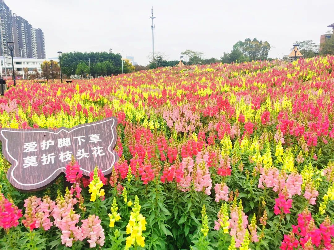 春游好去处！顺德这里10000平七彩花田惊艳绽放，美哭了