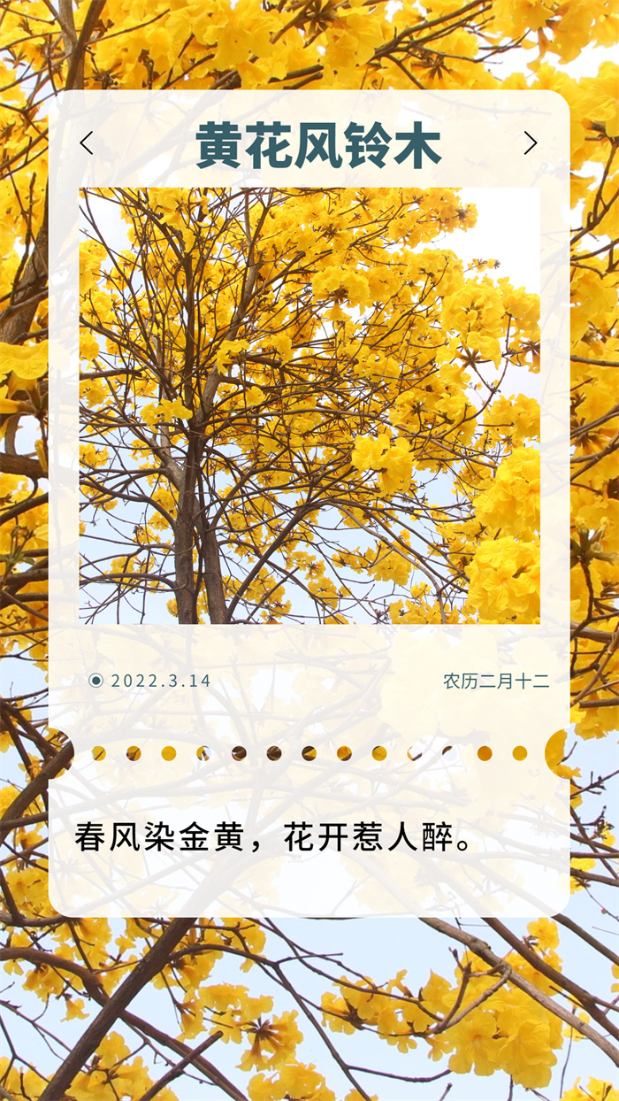 美美美！！！漫天灿烂的黄花风铃木带你邂逅诗意杏坛