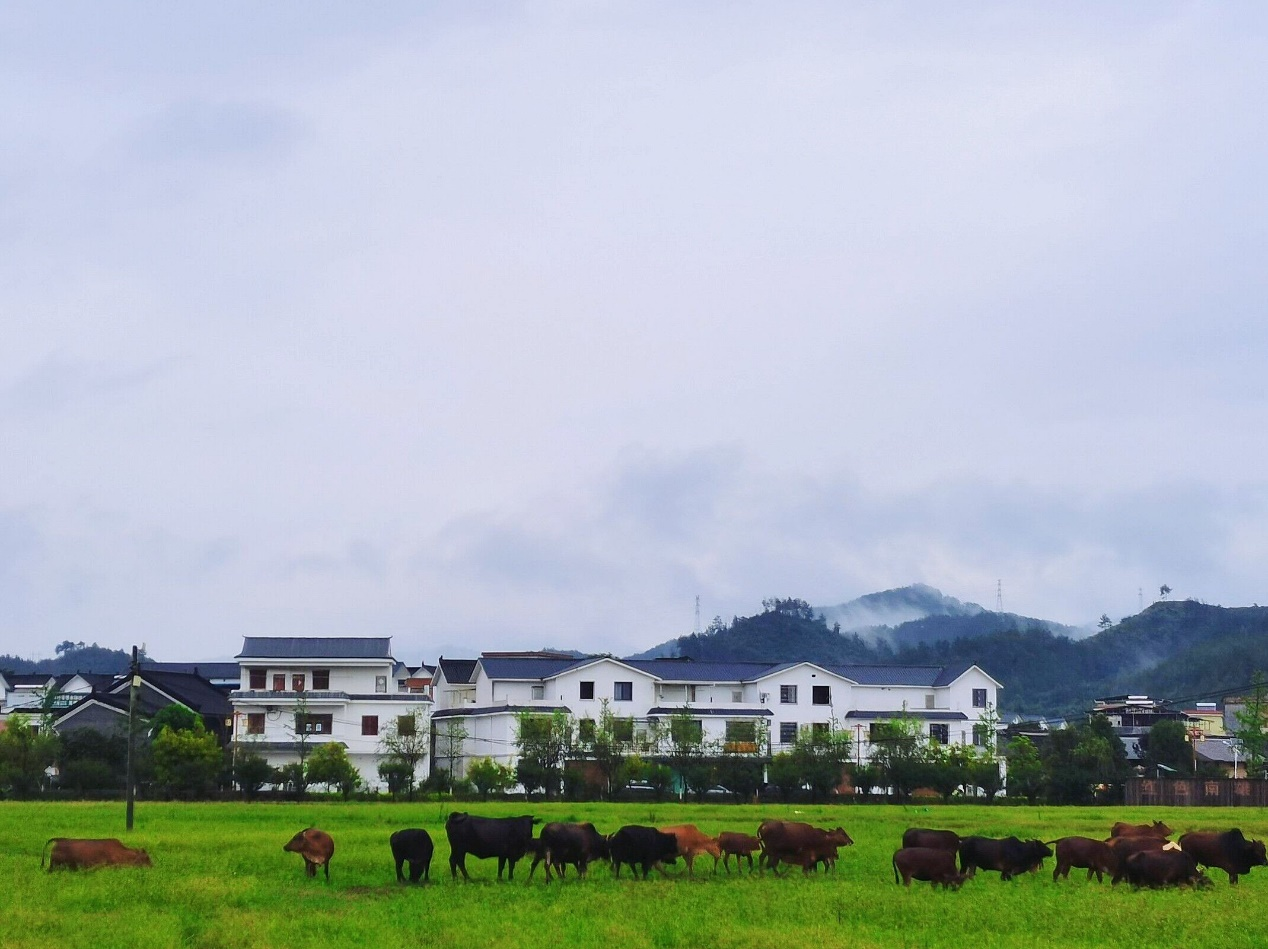 欣赏灵潭风景  总结灵潭振兴经验