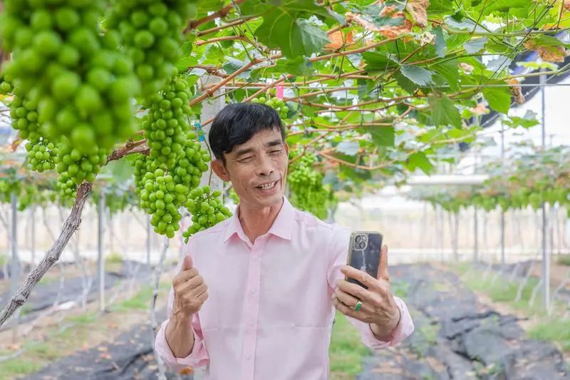 白坭网红&ldquo;葡萄村&rdquo;如何实现乡村振兴梦