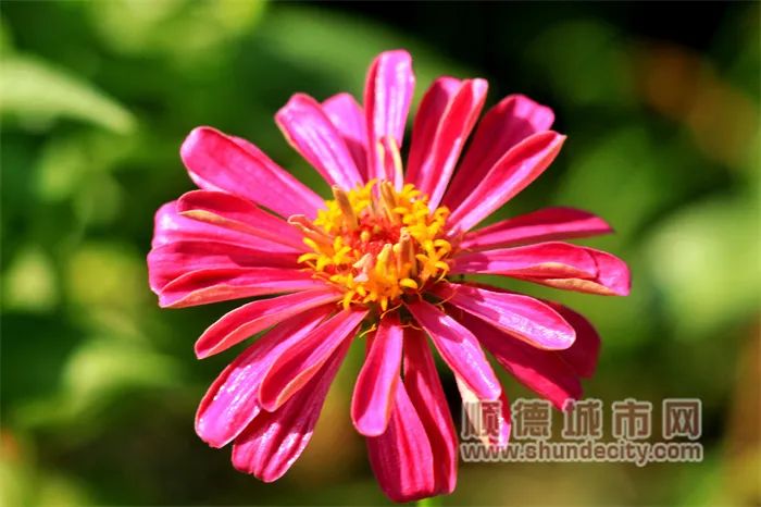 超靓！顺德顺峰山公园花海上新&rarr;