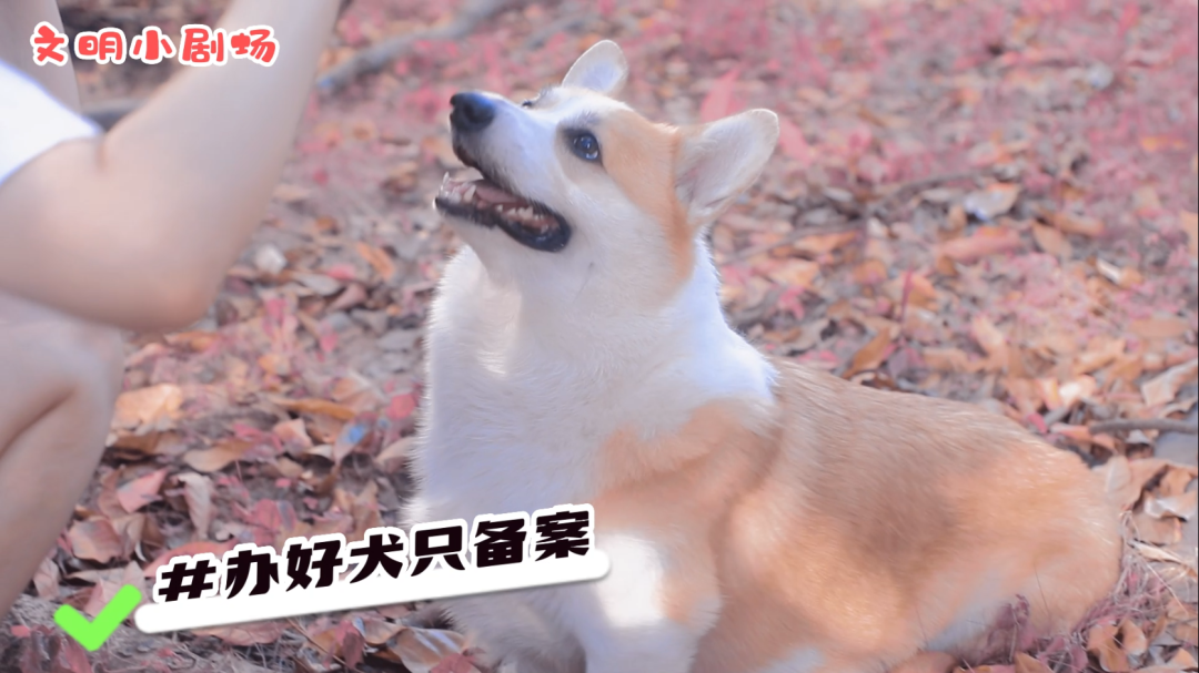 文明佛山 全民行动 | 牵紧&ldquo;文明绳&rdquo;，当好&ldquo;铲屎官&rdquo;