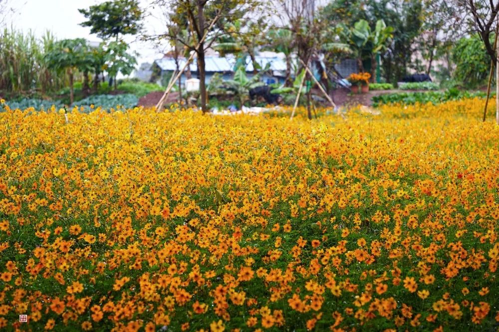 顺德这片花海居然藏着一座历史遗迹...