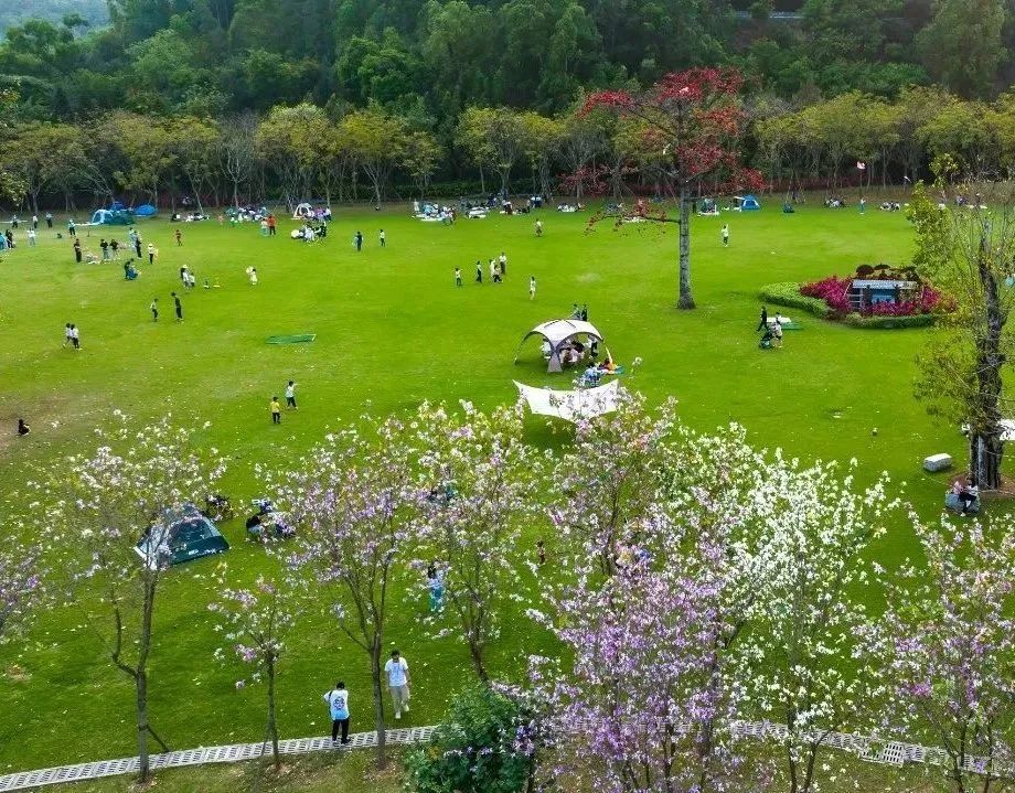 &ldquo;靓爆镜&rdquo;！顺德这些新晋亲水露营地给你想要的诗和远方