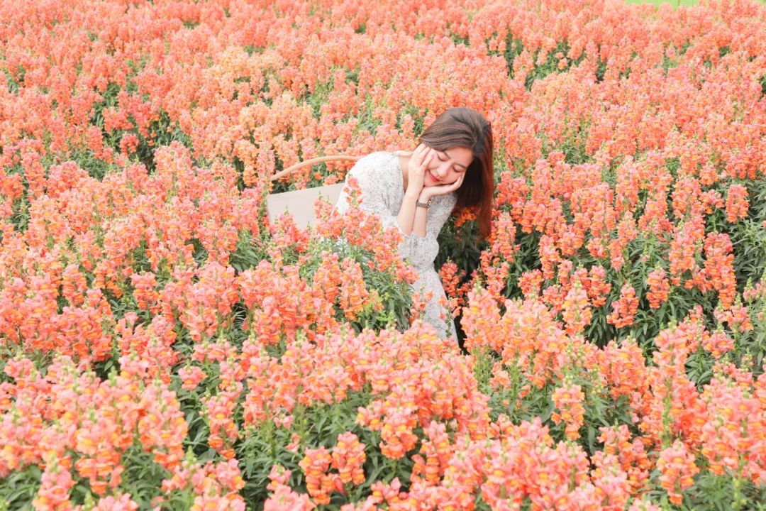 佛山满城繁花，引来央视关注！